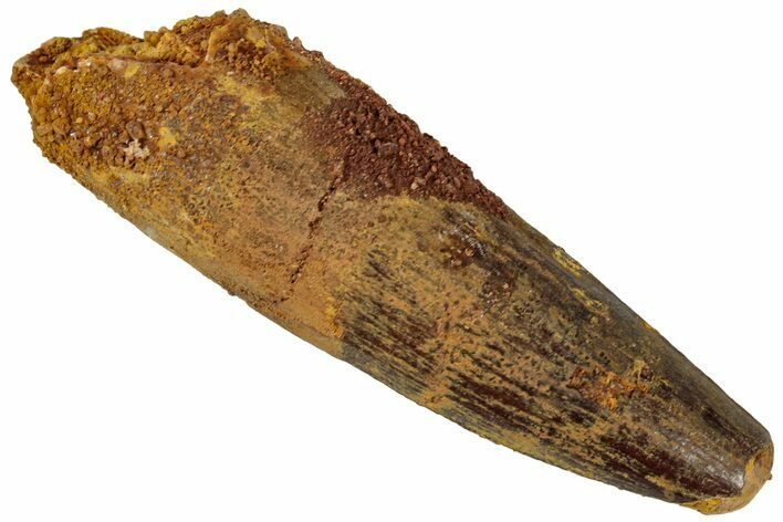 Fossil Spinosaurus Tooth - Real Dinosaur Tooth #311171